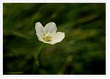Parnassia palustris * Grass of Parnassus - Glas Maol - July 1983 * 4702 x 3338 * (3.95MB)